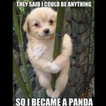 10 reasons why you should be a panda!