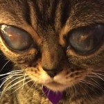 Meet Matilda the alien cat, puss in boots in real life