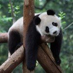 All the reasons why Pandas are the most chilled out animals on the face of the Earth!